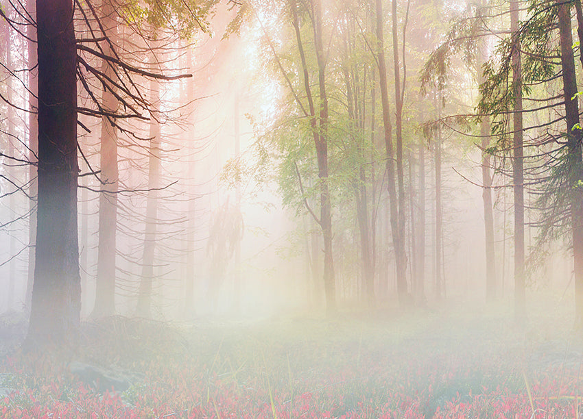 Ljuddämpande tavla - Mystical forest