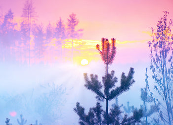 Ljuddämpande tavla - Sunrise in Forest