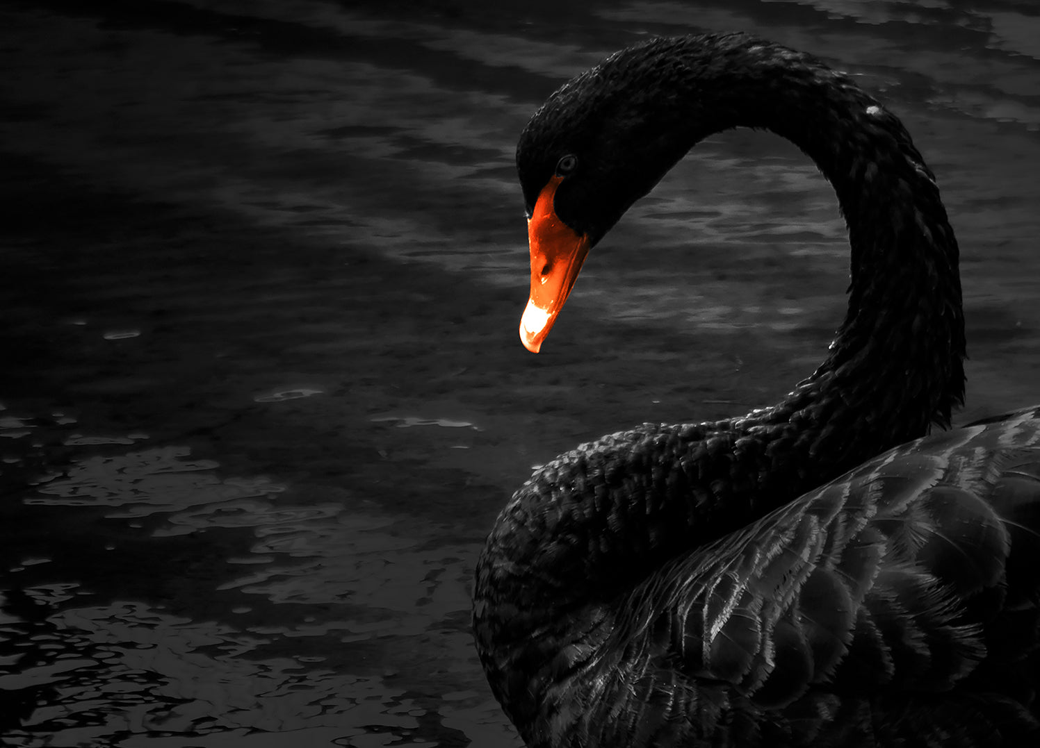 Ljuddämpande tavla - Black Swan