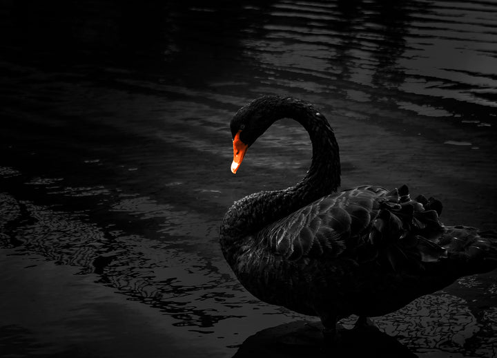 Ljuddämpande tavla - Black Swan