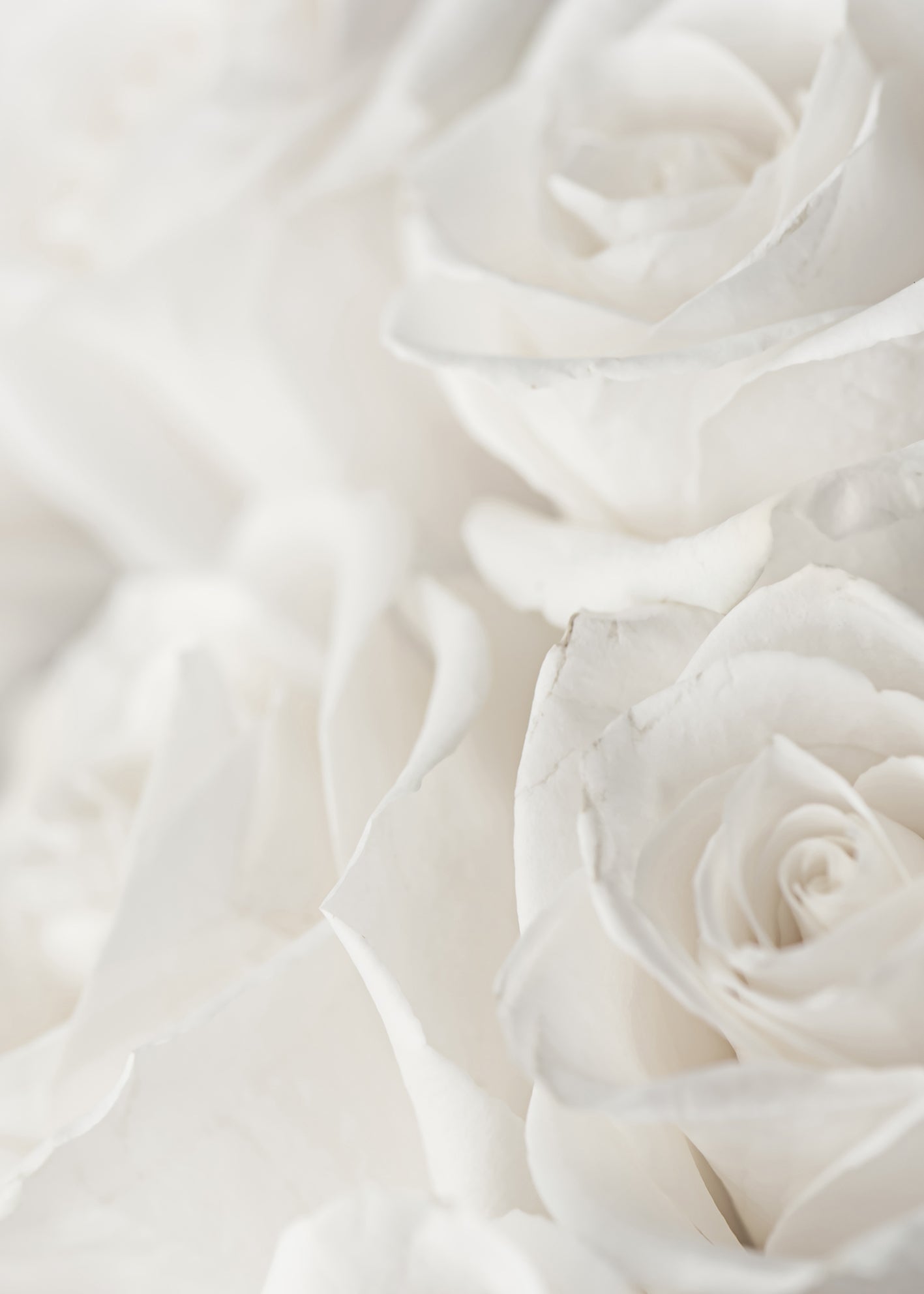 Ljuddämpande tavla - Charming Roses