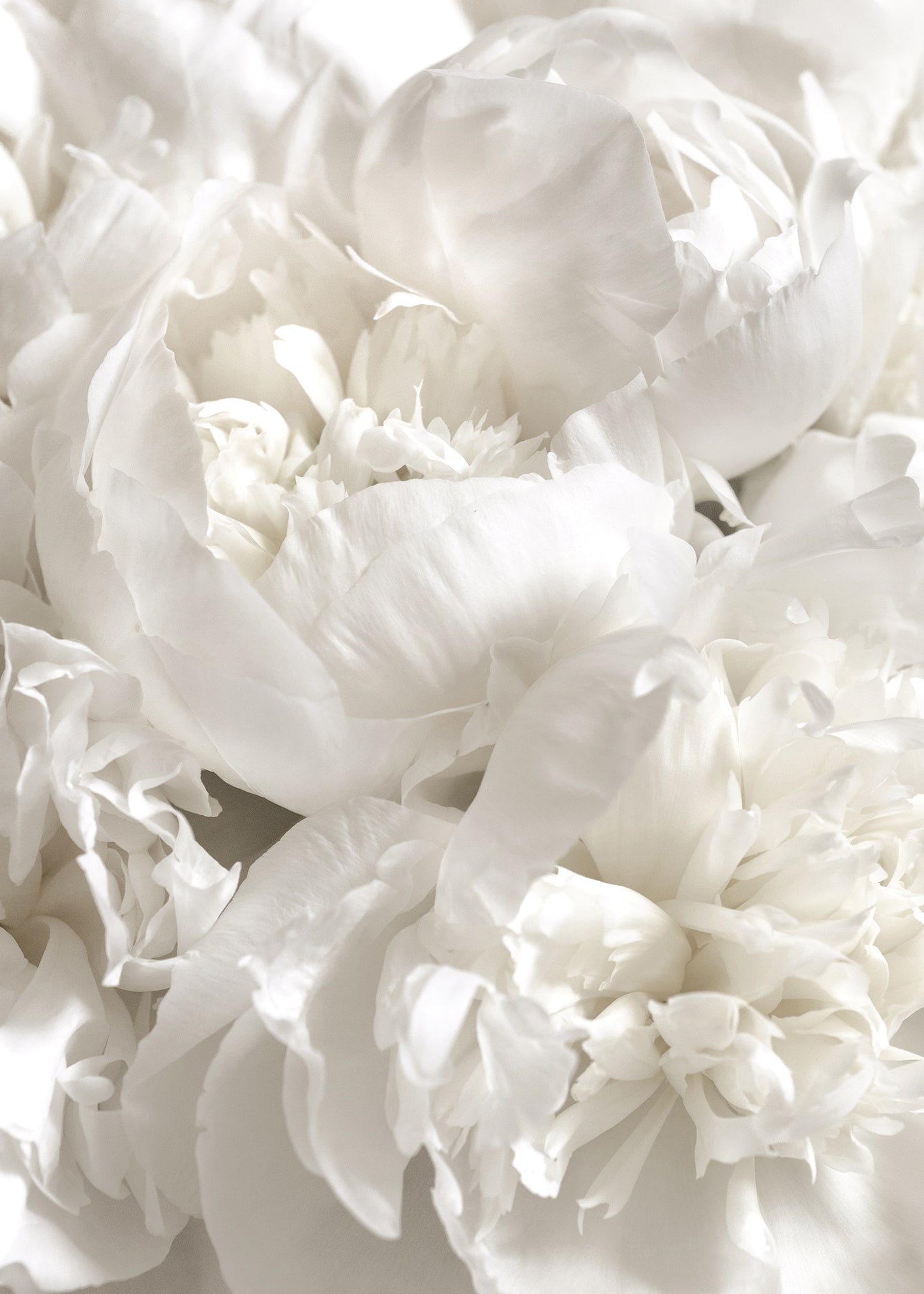 Ljuddämpande tavla - White Peonies