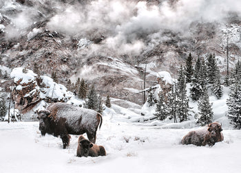 Ljuddämpande tavla - Winter is Coming