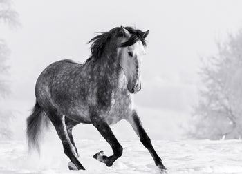 Ljuddämpande tavla - Snowie