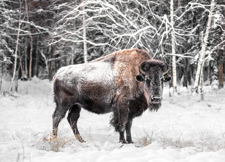 Ljuddämpande tavla - Bison