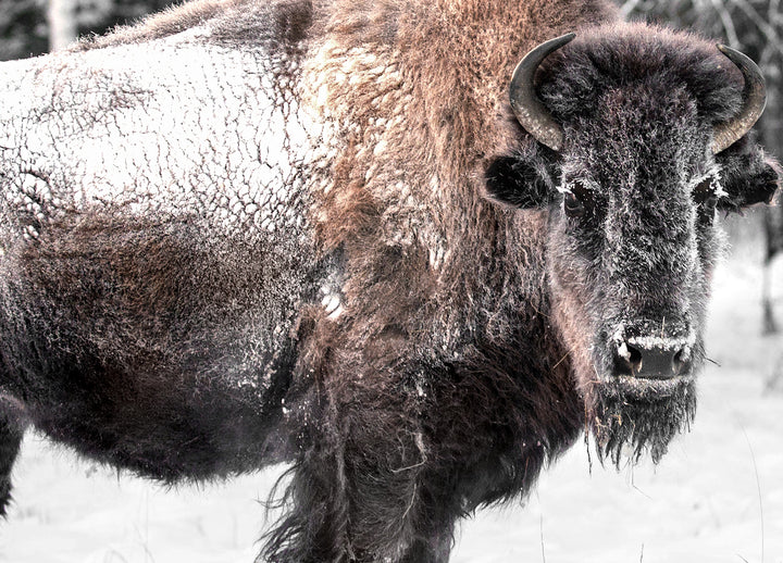 Ljuddämpande tavla - Bison