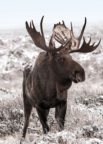 Ljuddämpande tavla - Moose