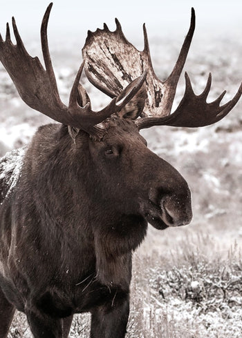 Ljuddämpande tavla - Moose