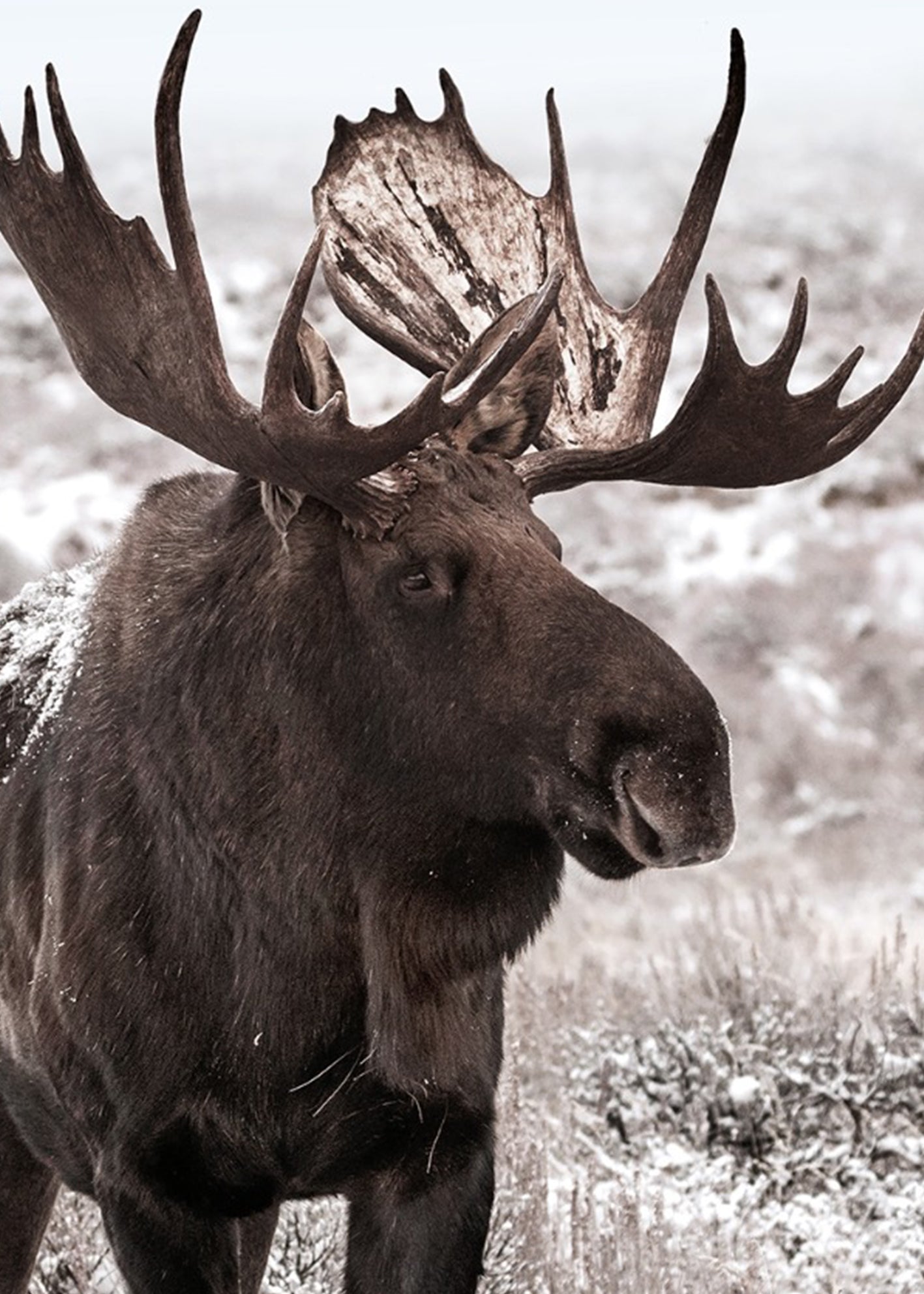 Ljuddämpande tavla - Moose