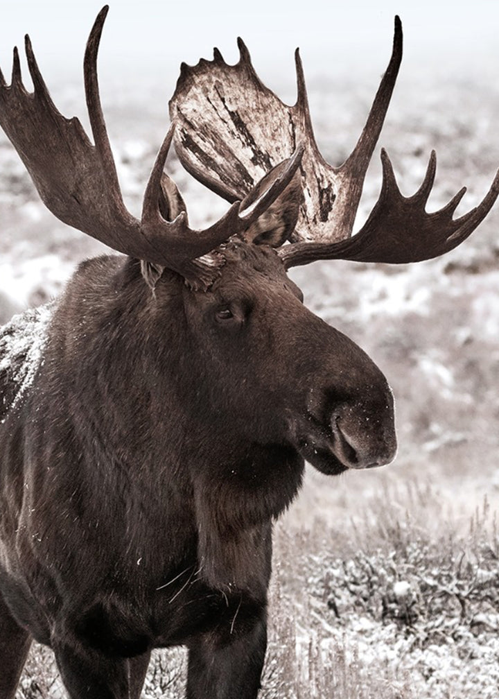 Ljuddämpande tavla - Moose