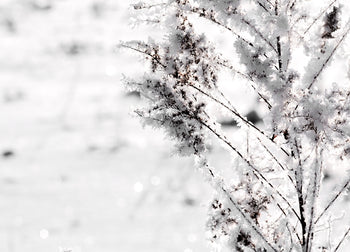 Ljuddämpande tavla - Snow Garden