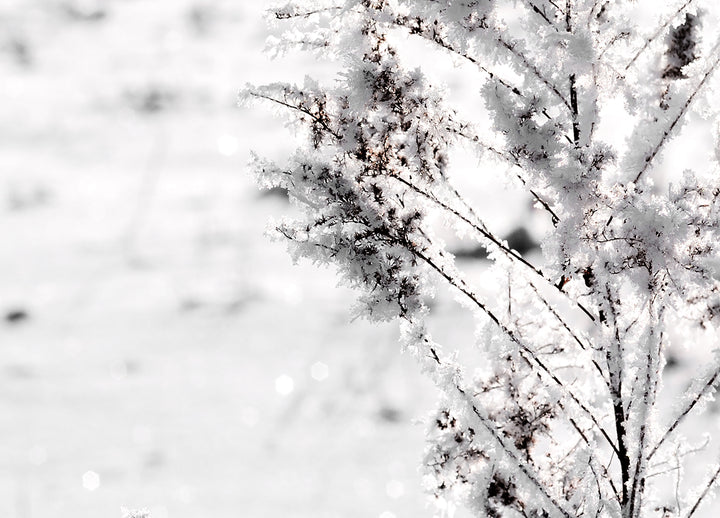 Ljuddämpande tavla - Snow Garden