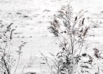 Ljuddämpande tavla - Snow Garden