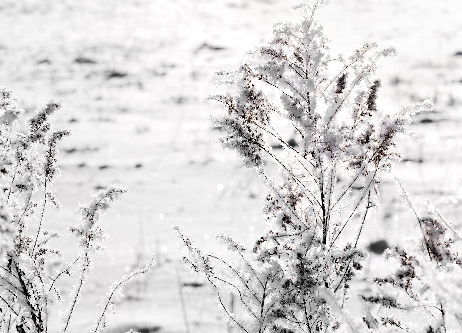 Ljuddämpande tavla - Snow Garden