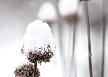 Ljuddämpande tavla - Dandelions and Snow