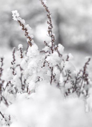 Ljuddämpande tavla - Winter Landscape