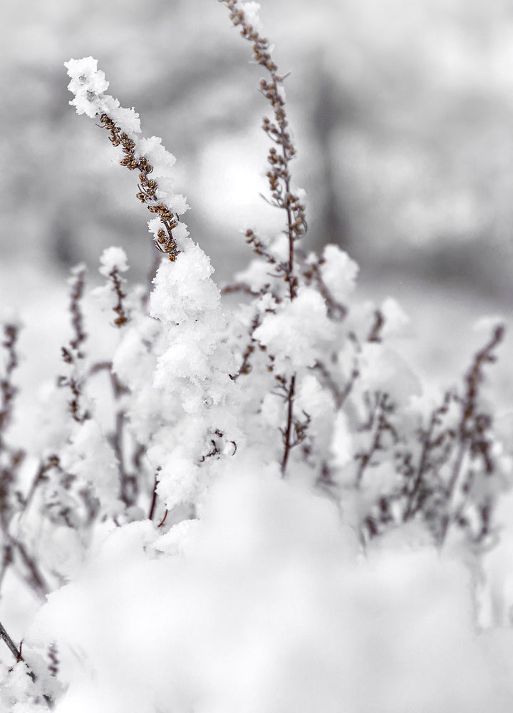 Ljuddämpande tavla - Winter Landscape