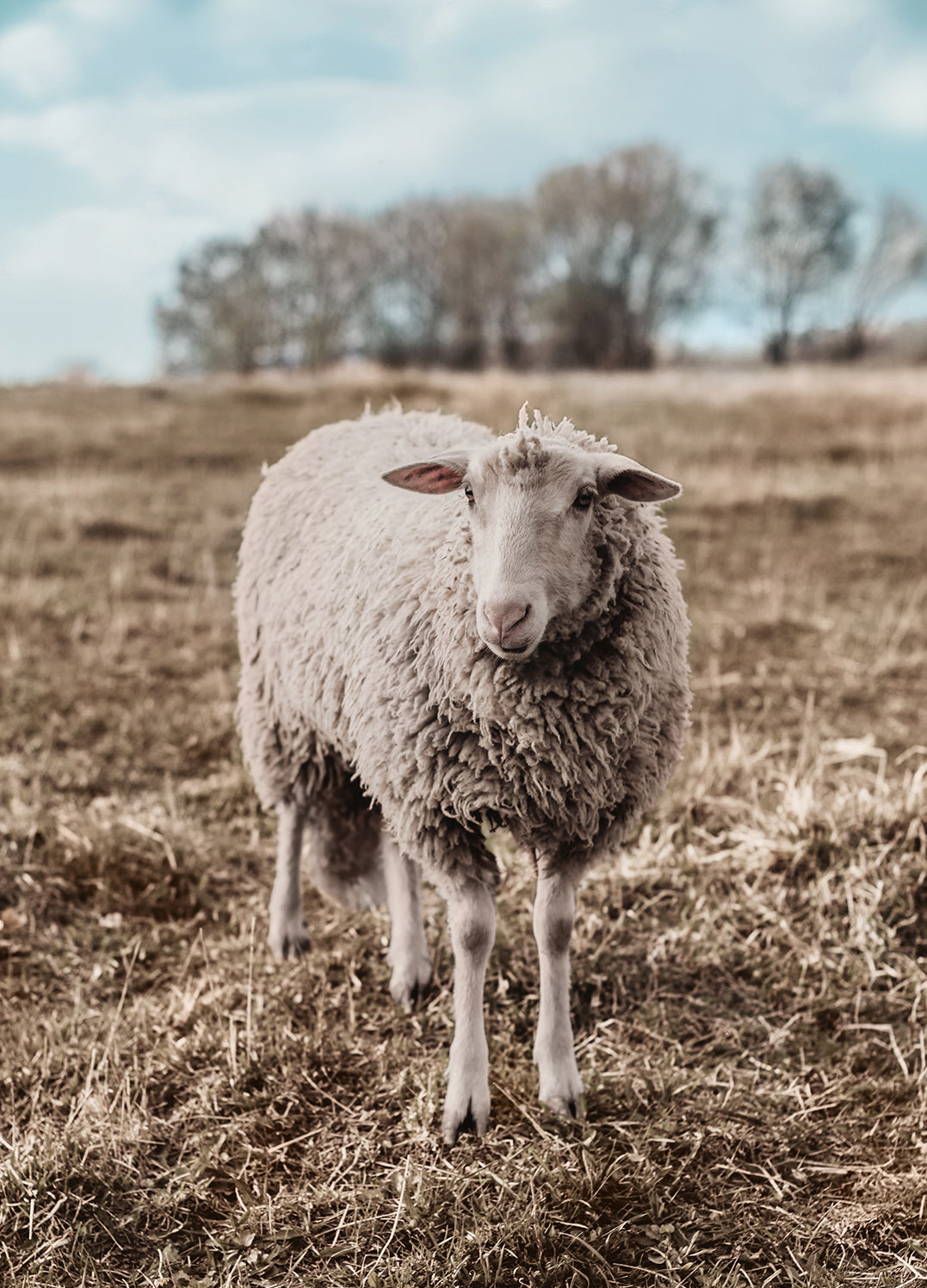 Ljuddämpande tavla - Sheep