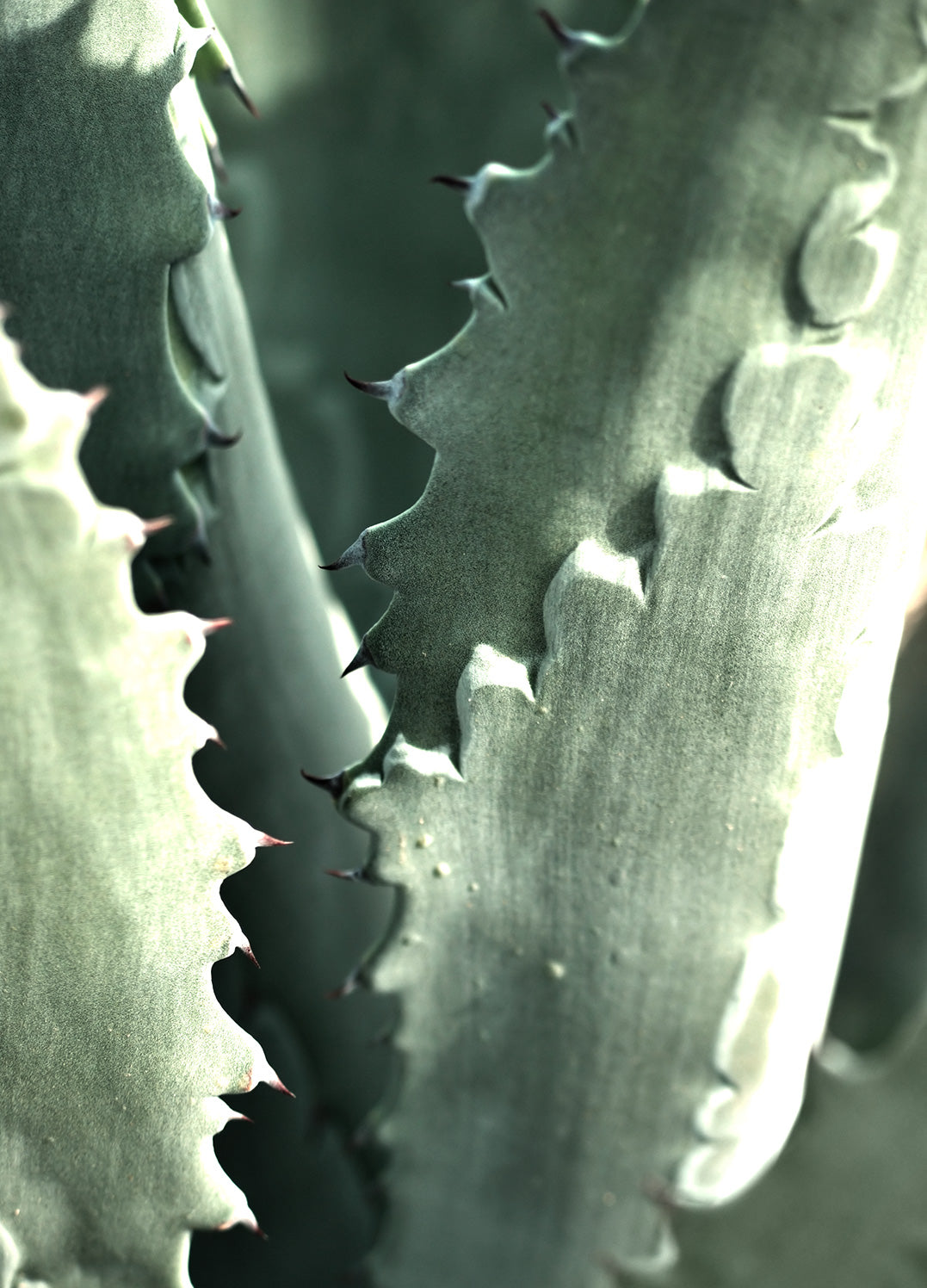 Ljuddämpande tavla - Aloe