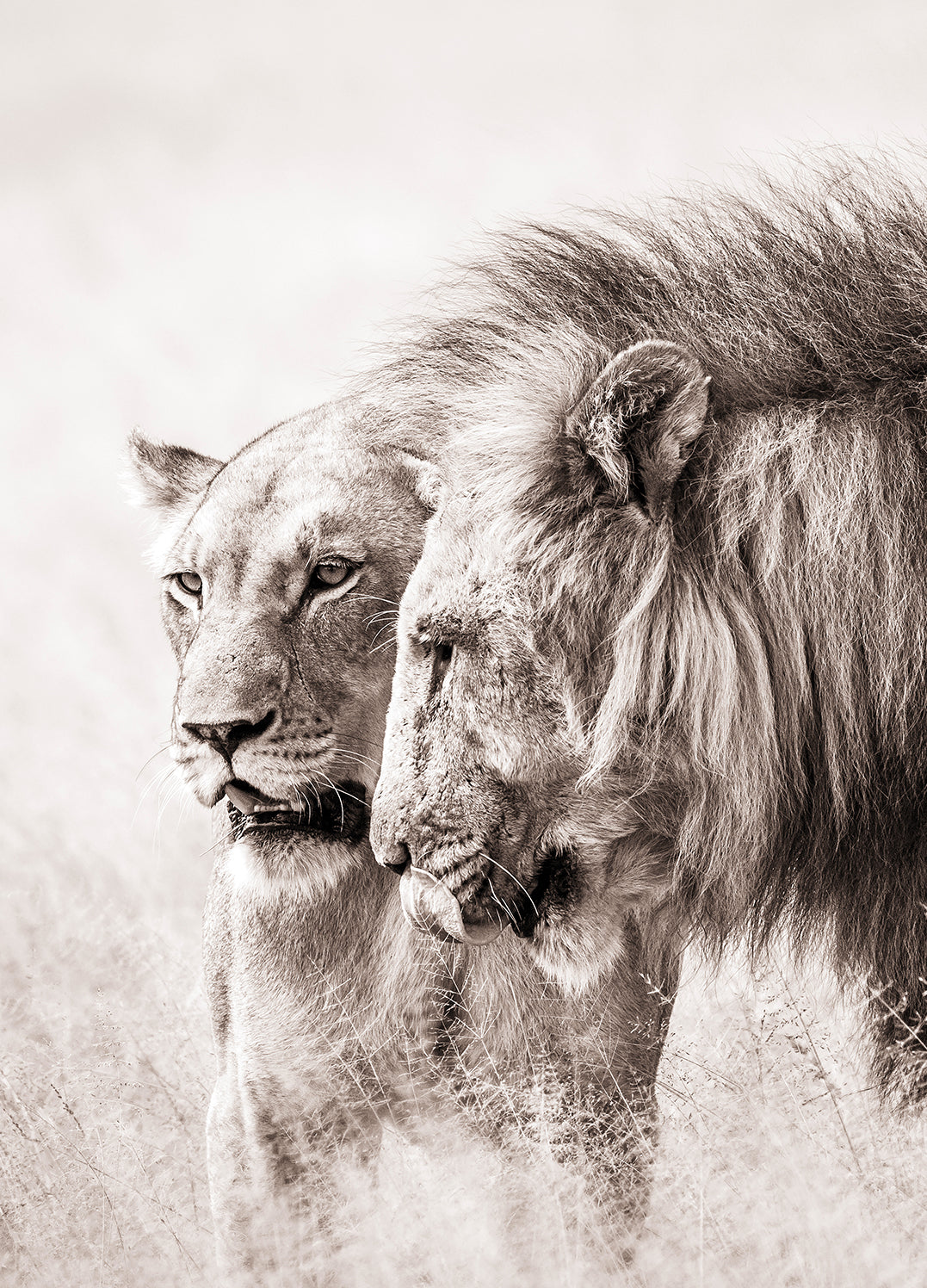 Ljuddämpande tavla - A King Will Always Protect His Queen