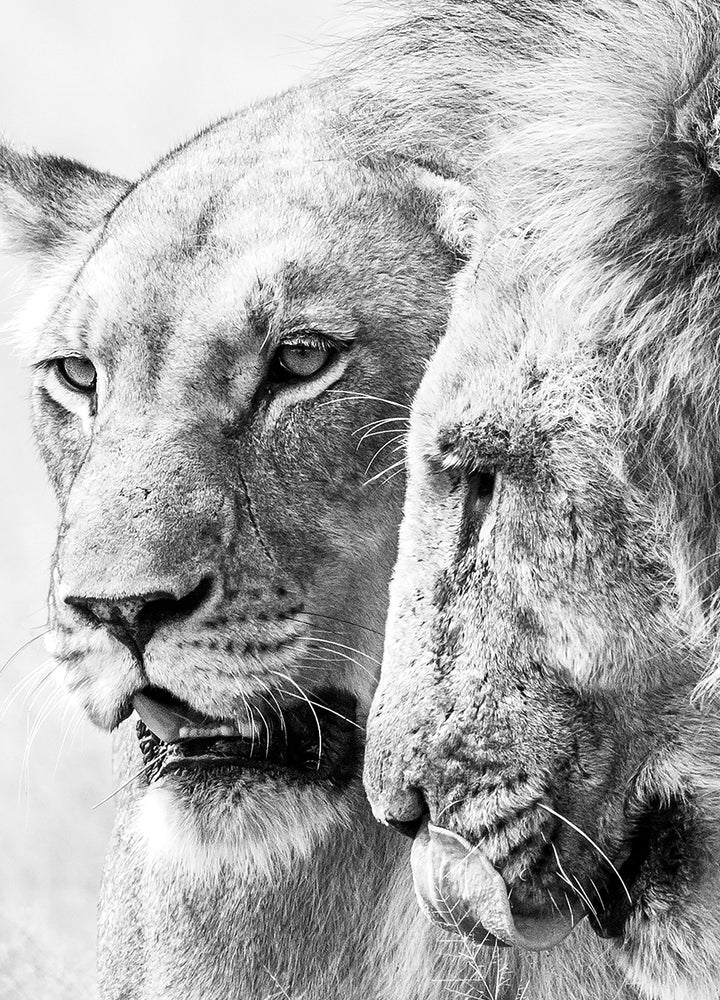 Ljuddämpande tavla - A King Will Always Protect His Queen | Gray