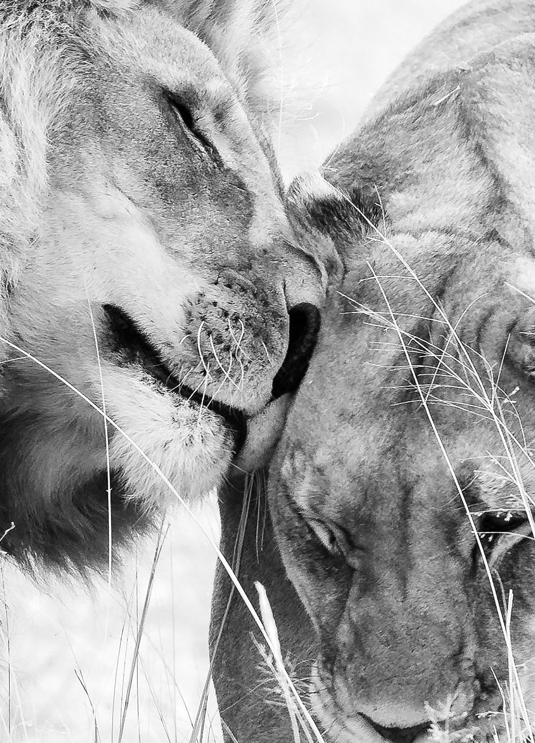 Ljuddämpande tavla - A King Only Bows Down to His Queen | Gray