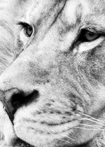 Ljuddämpande tavla - Lion King