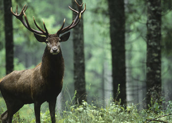 Ljuddämpande tavla - Stag in Forest