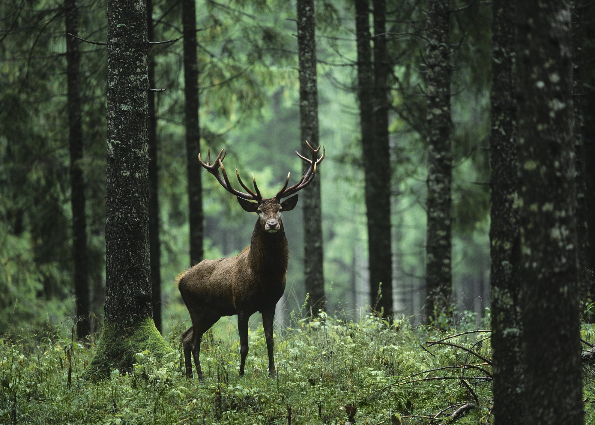 Ljuddämpande tavla - Stag in Forest