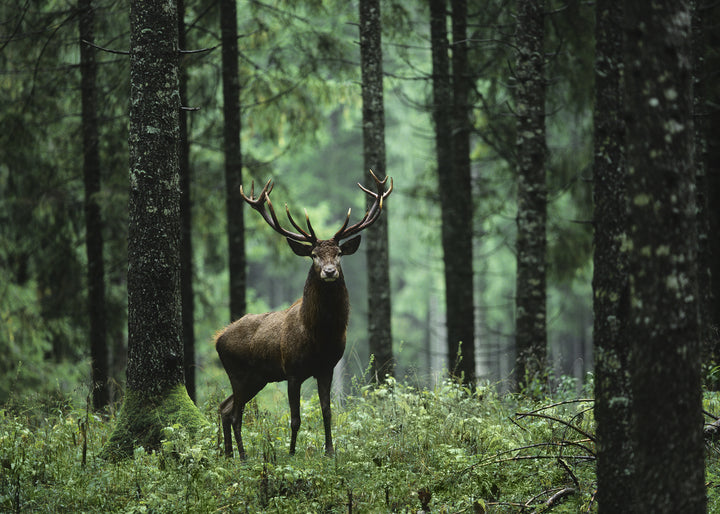 Ljuddämpande tavla - Stag in Forest