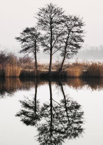 Ljuddämpande tavla - Tree Lake and Reflections