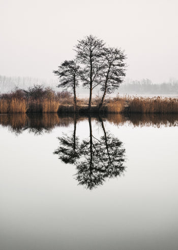 Ljuddämpande tavla - Tree Lake and Reflections