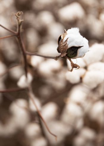 Ljuddämpande tavla - Cotton