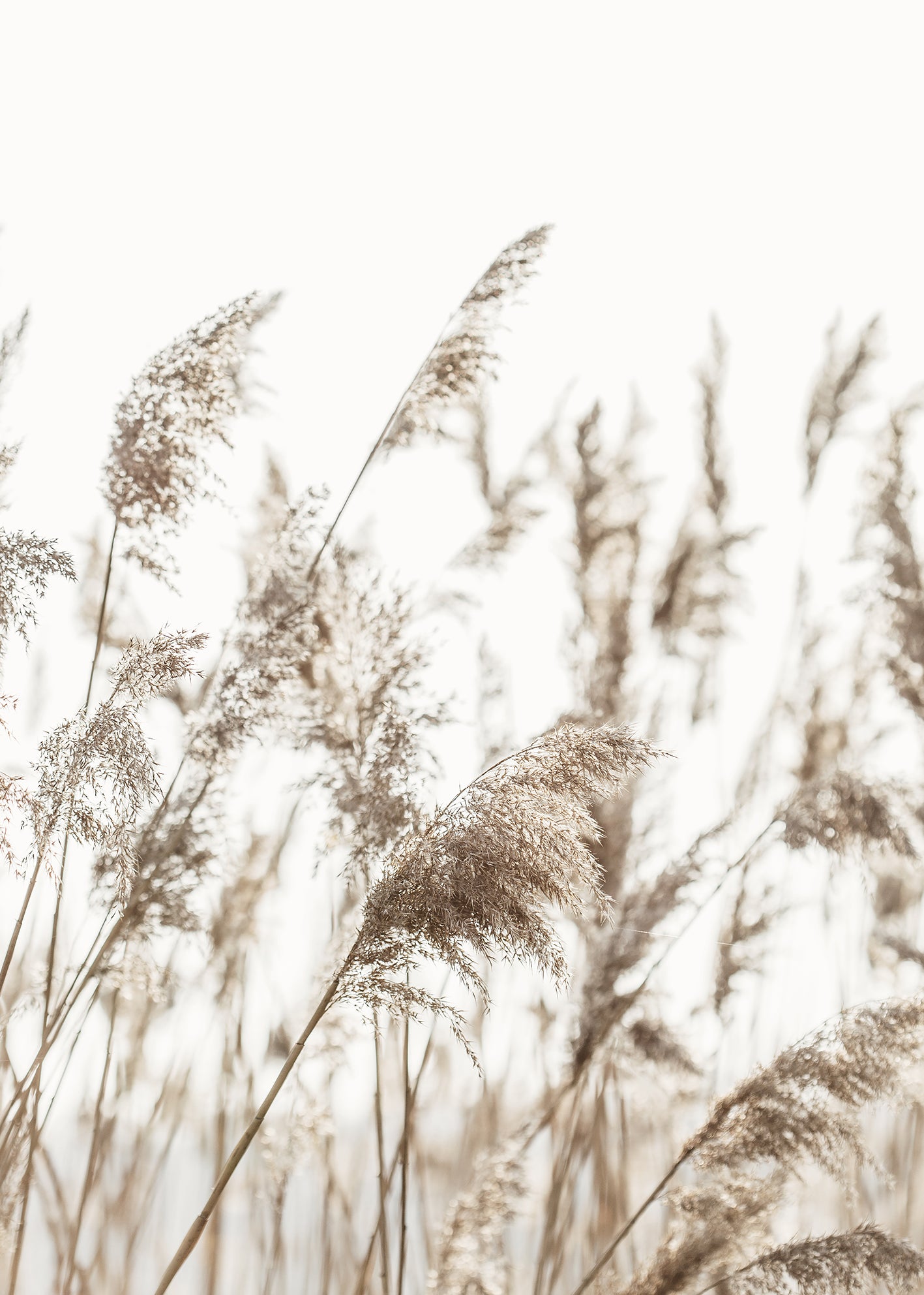 Ljuddämpande tavla - Reed Stalks