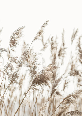 Ljuddämpande tavla - Reed Stalks