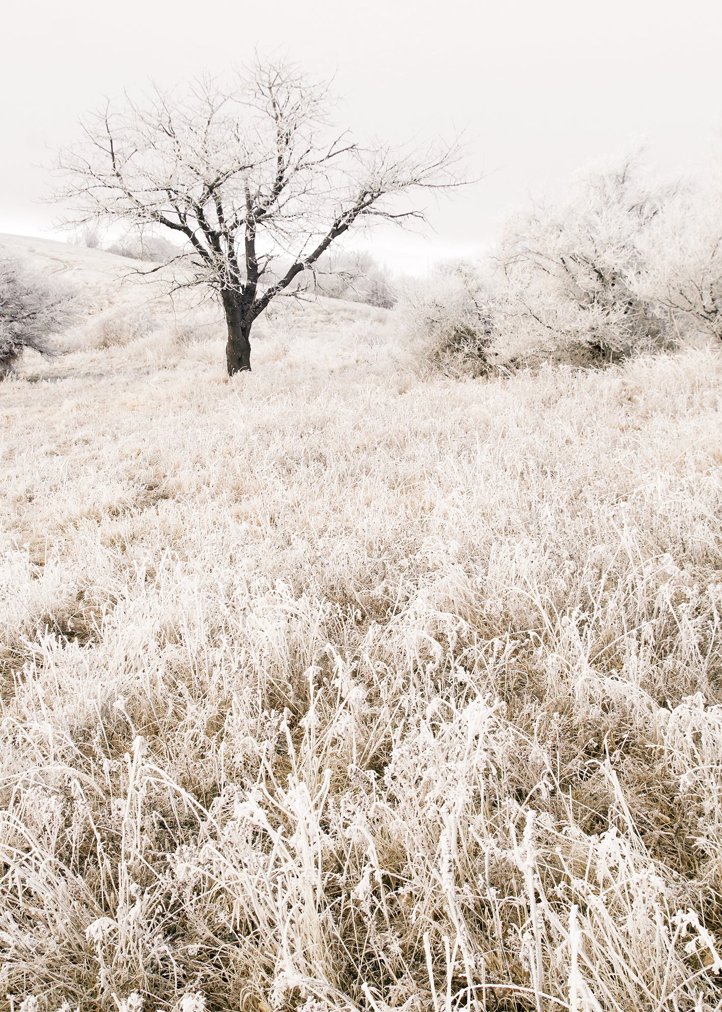 Ljuddämpande tavla - Lonely tree on a field