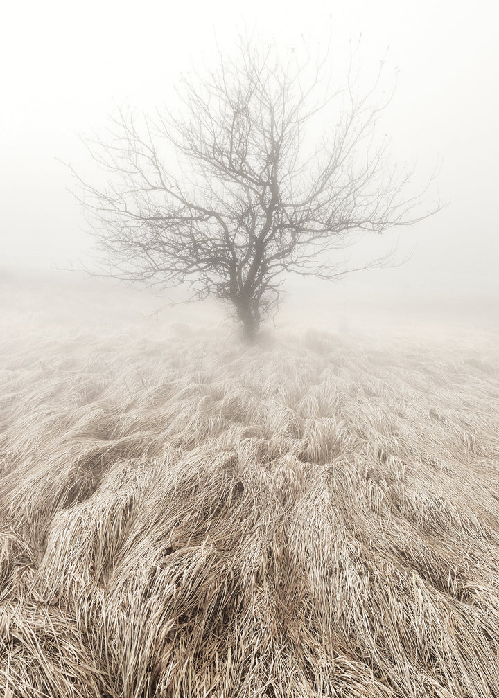 Ljuddämpande tavla - Mysterious Tree