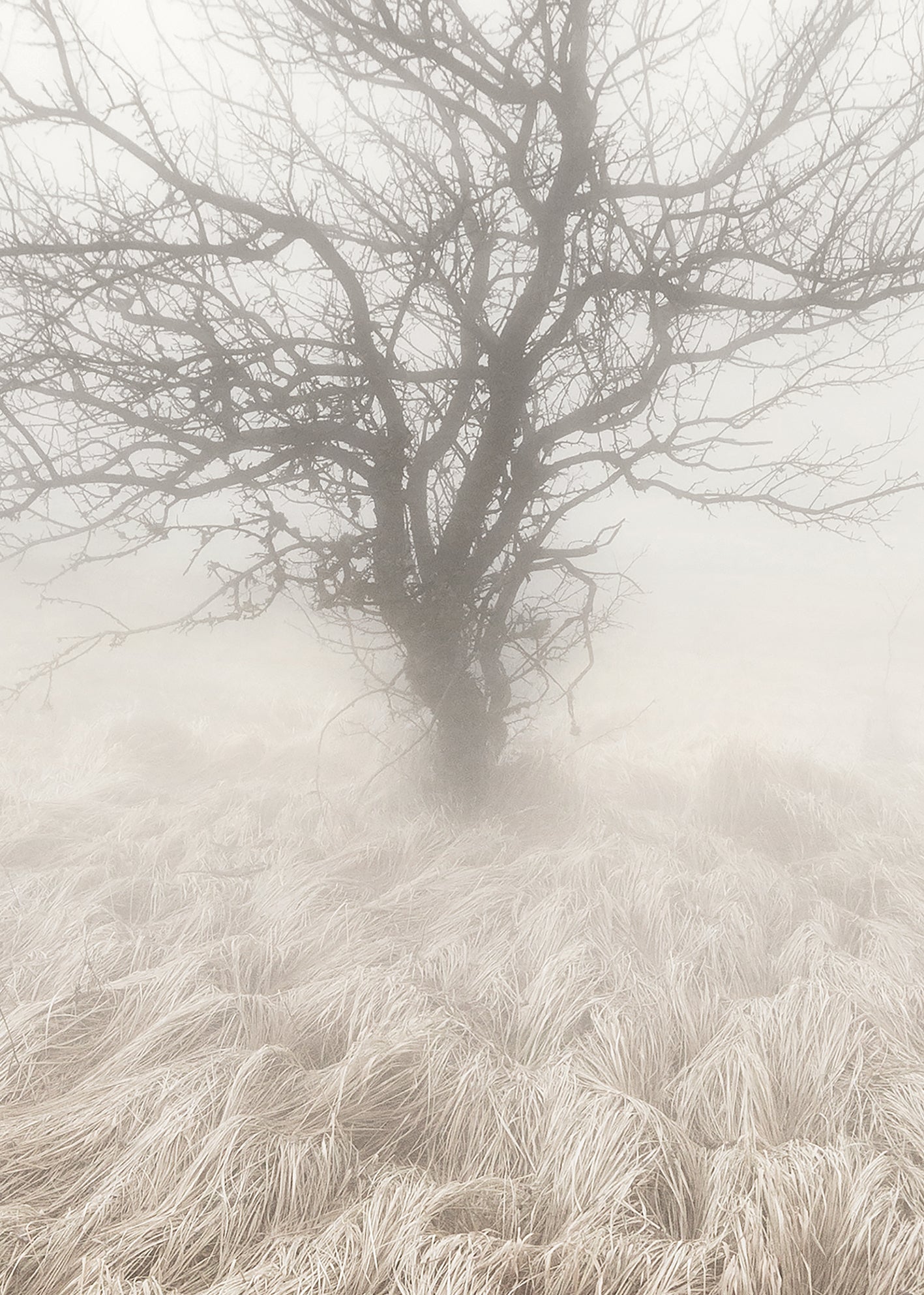 Ljuddämpande tavla - Mysterious Tree