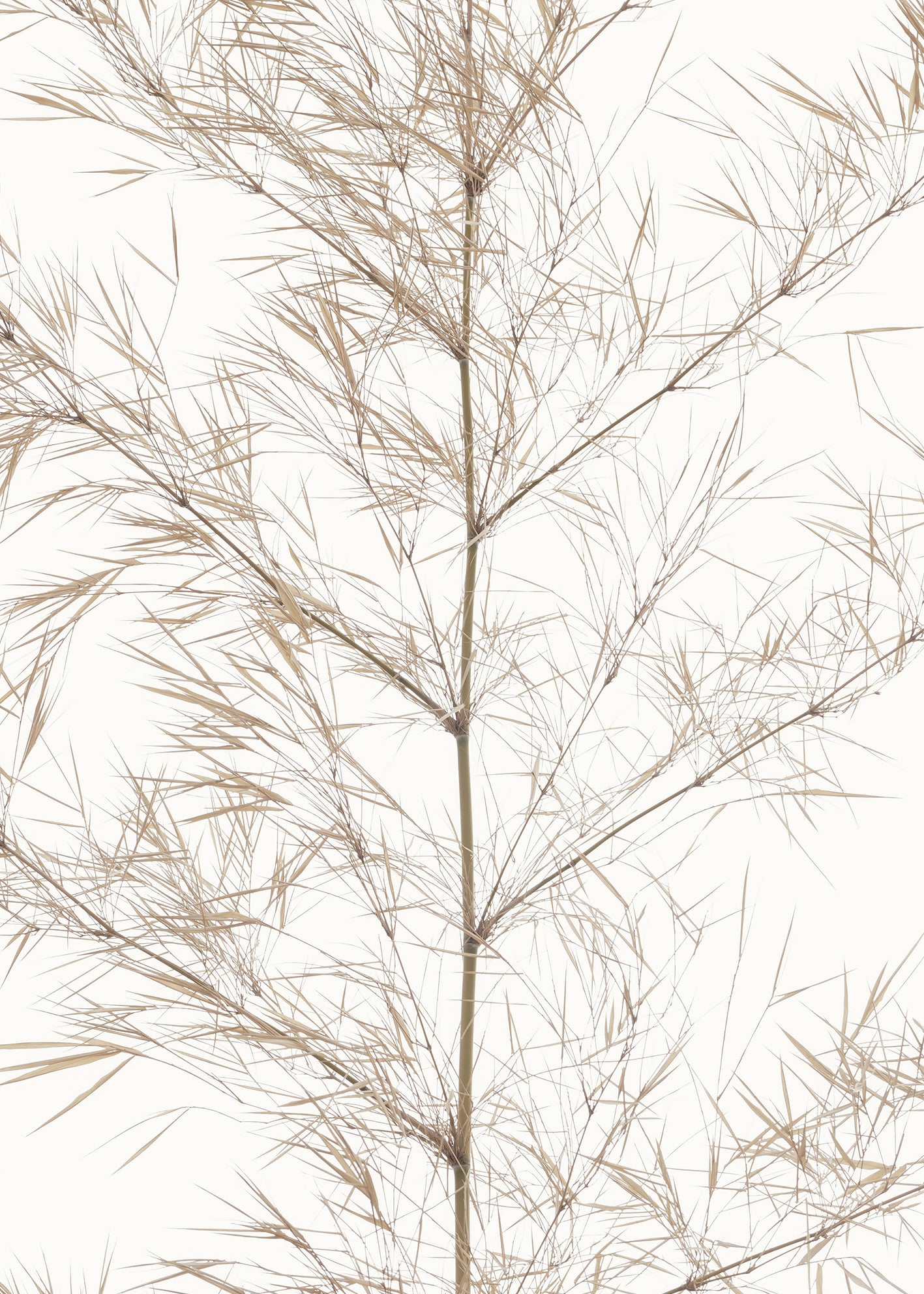 Ljuddämpande tavla - Dried Bamboo