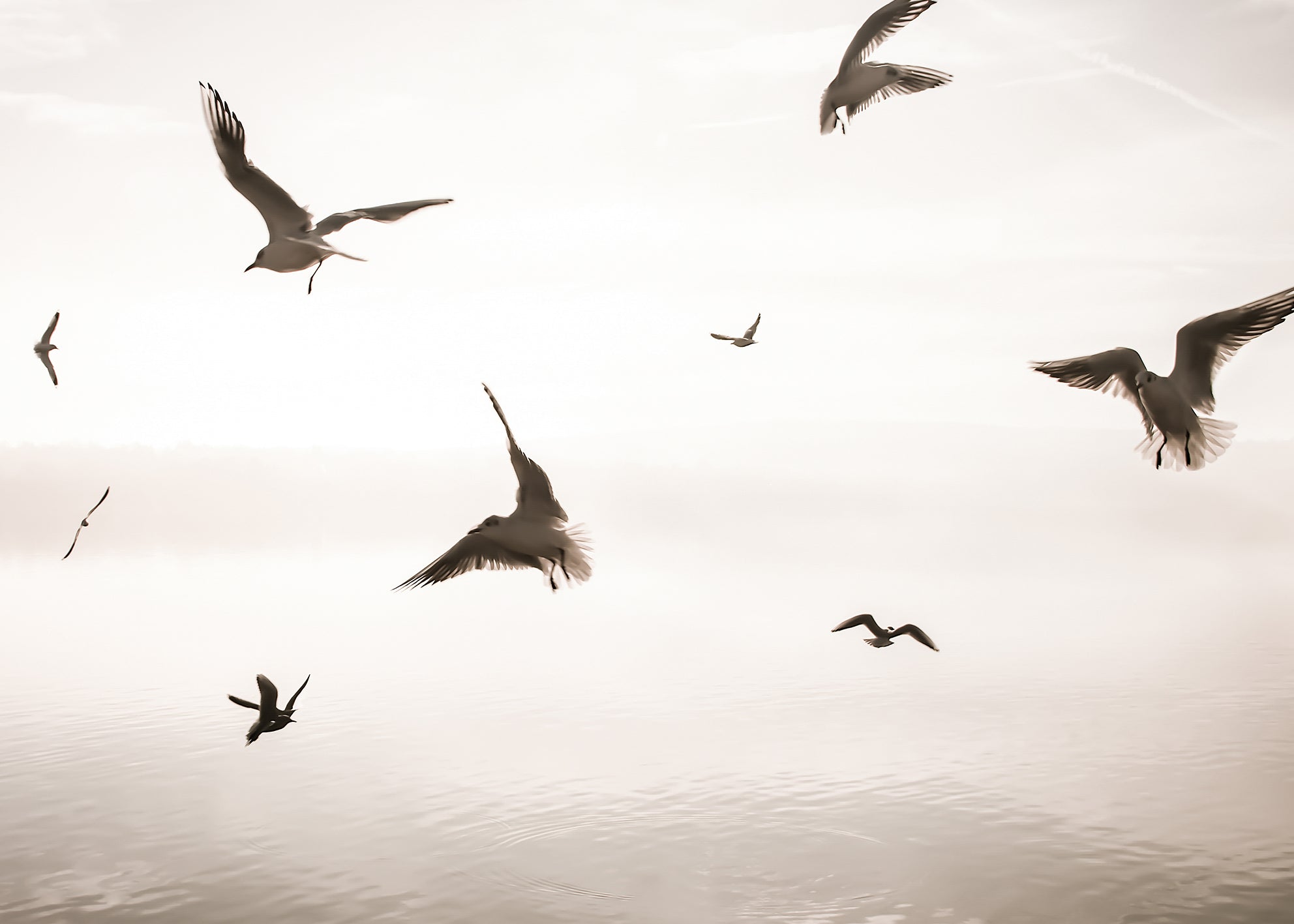 Ljuddämpande tavla - Birds of Freedom