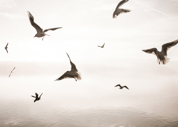 Ljuddämpande tavla - Birds of Freedom