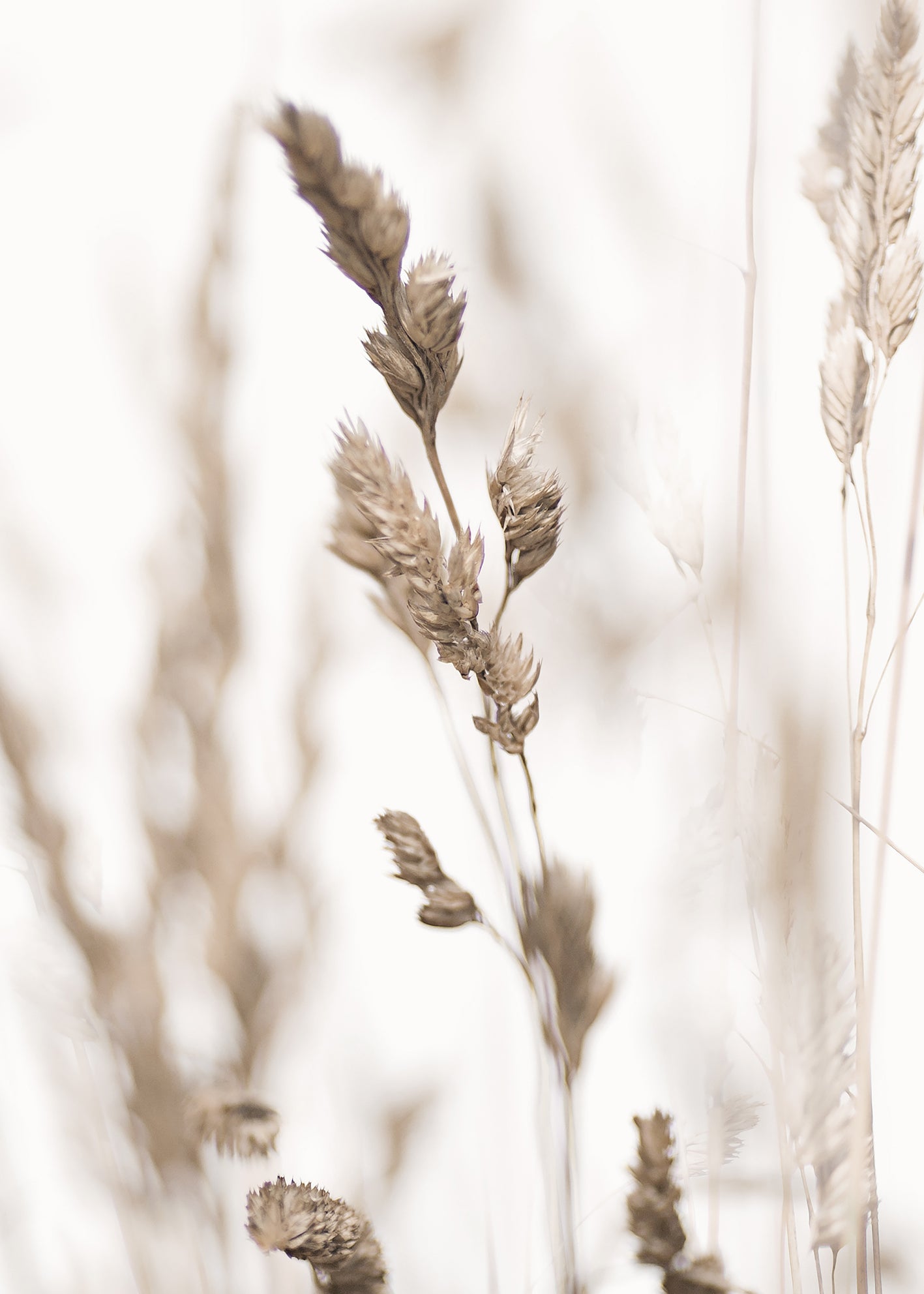 Ljuddämpande tavla - Wild Grass in Winter
