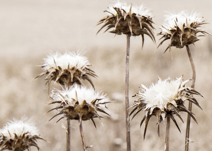 Ljuddämpande tavla - Thistle Plants