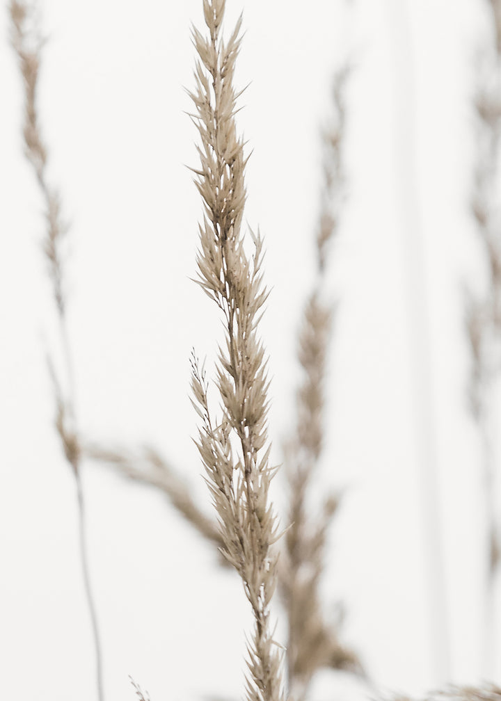 Ljuddämpande tavla - Wheat in Dawn