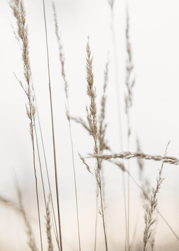 Ljuddämpande tavla - Wheat in Dawn