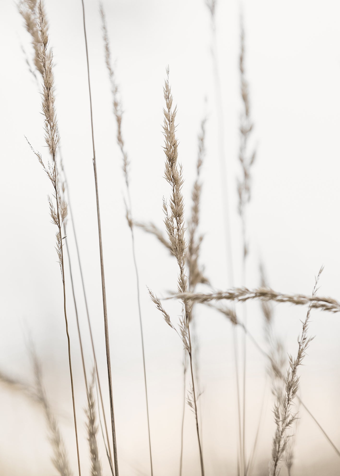 Ljuddämpande tavla - Wheat in Dawn