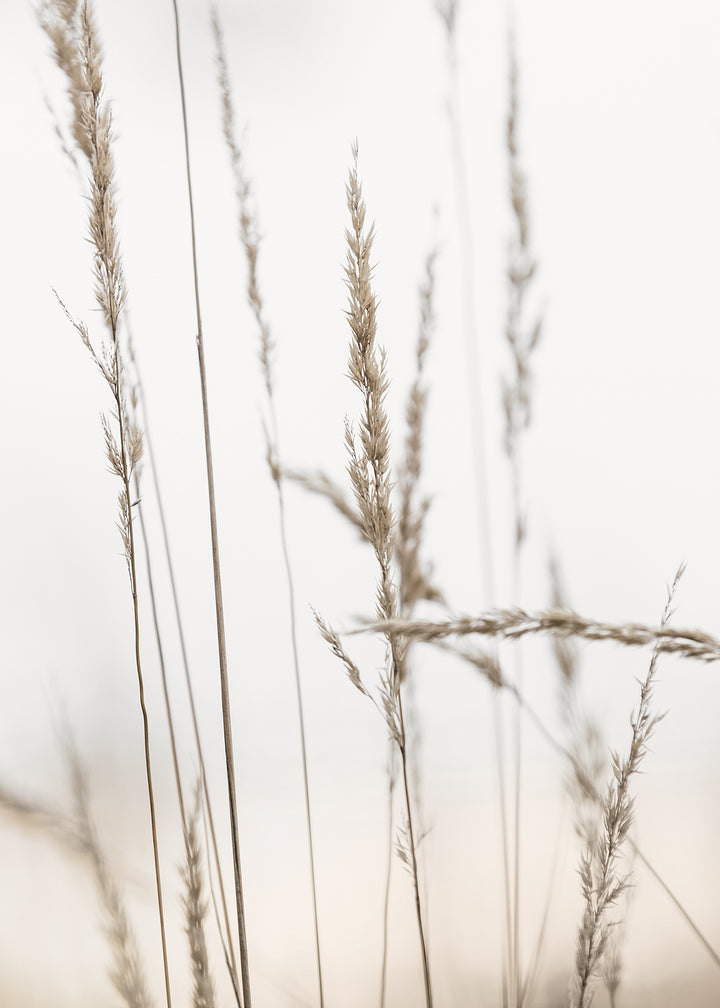 Ljuddämpande tavla - Wheat in Dawn