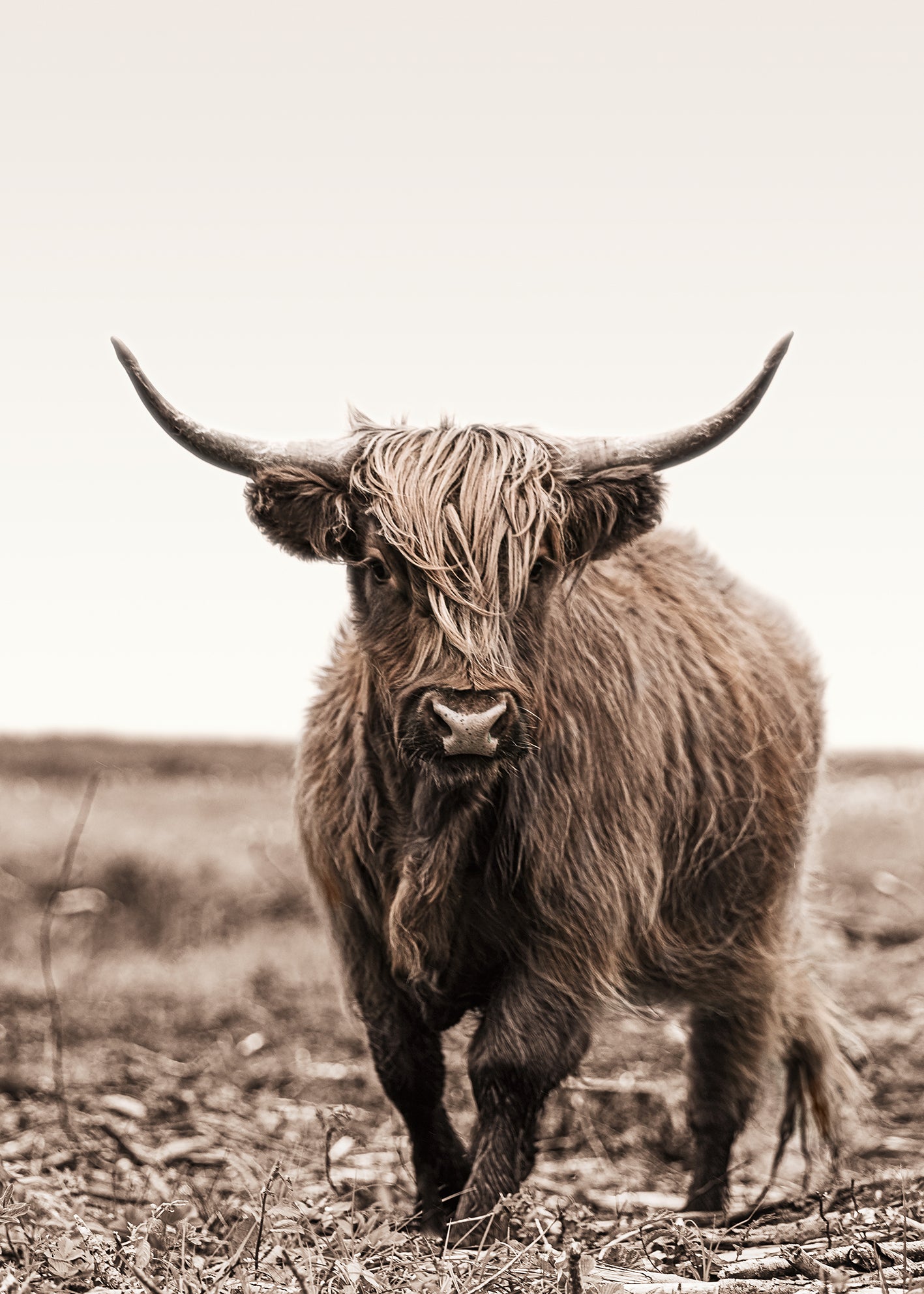 Ljuddämpande tavla - Highland Cattle