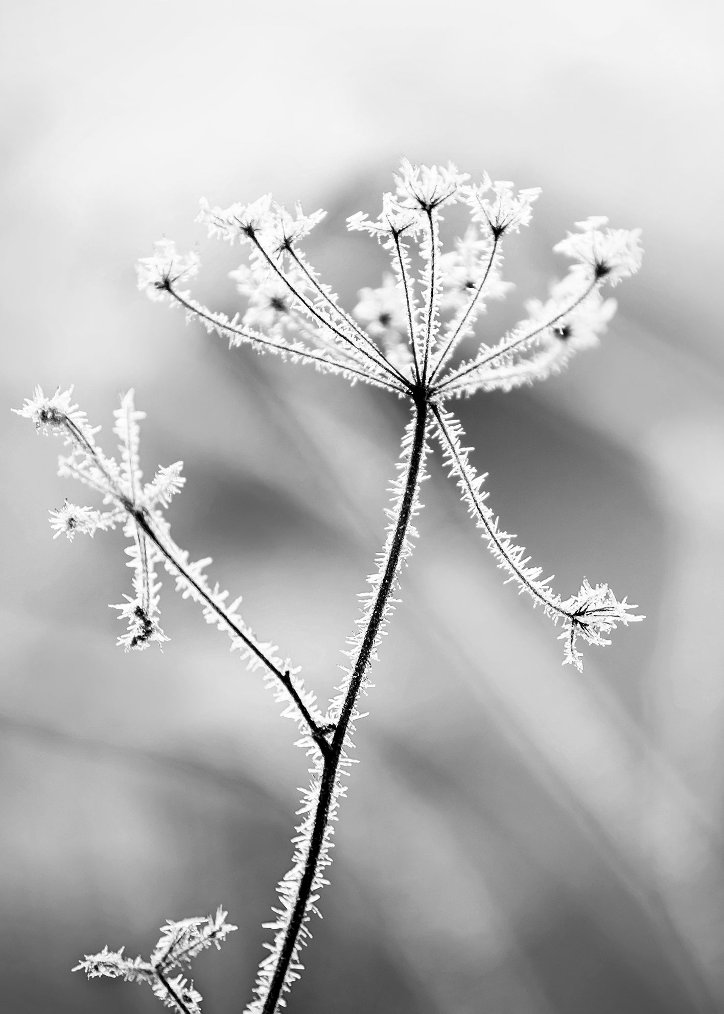 Ljuddämpande tavla - Hoarfrost
