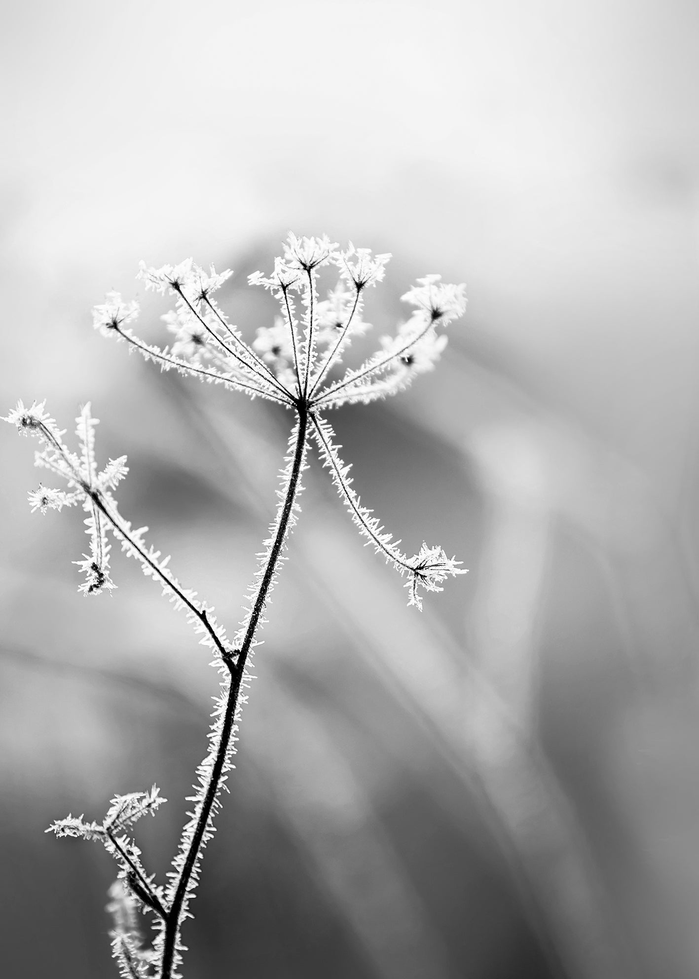 Ljuddämpande tavla - Hoarfrost
